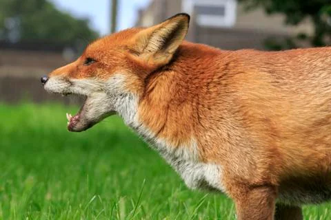 Red Fox Stock Photos