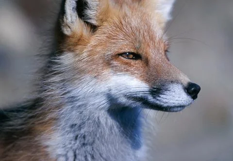 Red fox Stock Photos