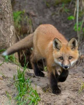 Red Fox Stock Photos