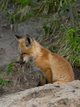 Red Fox Stock Photos