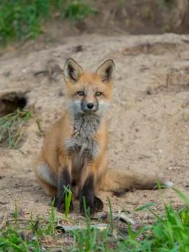Red Fox Stock Photos