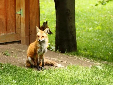Red Fox Stock Photos