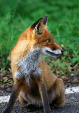 Red Fox Stock Photos