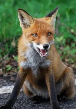 Red Fox Stock Photos