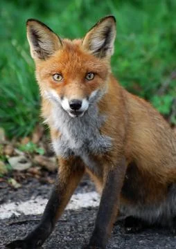Red Fox Stock Photos