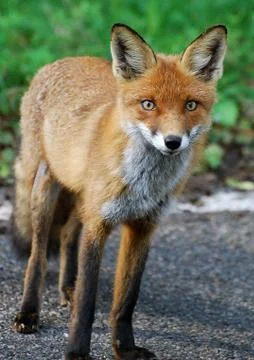 Red Fox Stock Photos