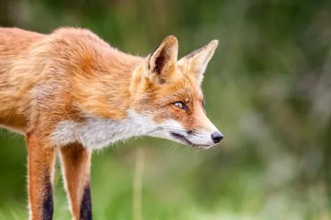 An red fox Stock Photos