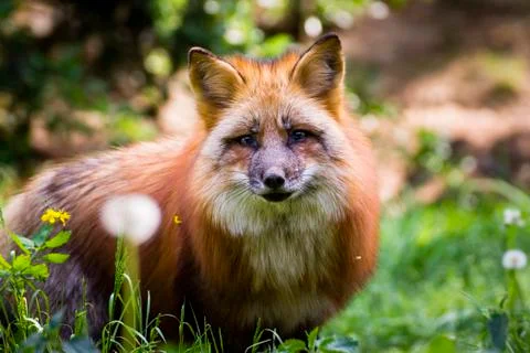 Red Fox Stock Photos