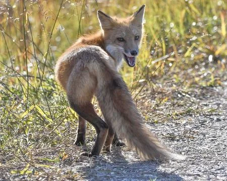 Red Fox Stock Photos