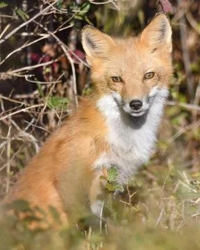 Red Fox Stock Photos