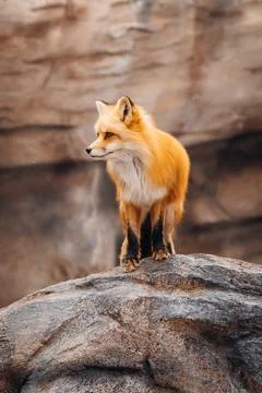 Red Fox Stock Photos
