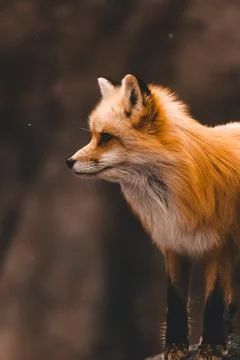 Red Fox Stock Photos