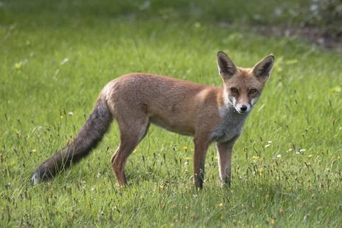 Red Fox Stock Photos