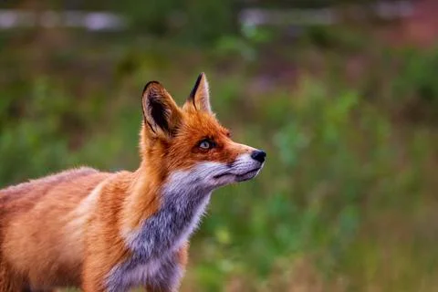 Red fox Stock Photos