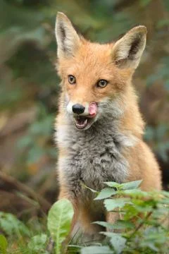 Red fox Stock Photos
