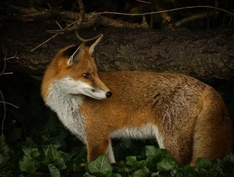 A red fox Stock Photos