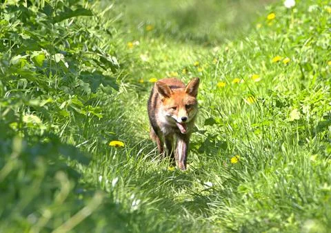 Red fox Stock Photos
