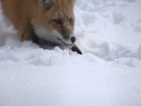 Red fox playful in snow Stock Footage 80725510