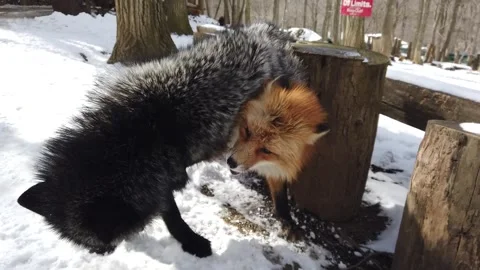 Red Fox Playing With Black Fox in Snowy Winter Scene Stock-Footage 334116715