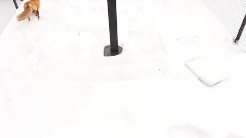 Red fox playing in the snow Stock Footage 83083739