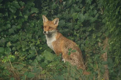 Red Fox Portrait 2 Stock Photos