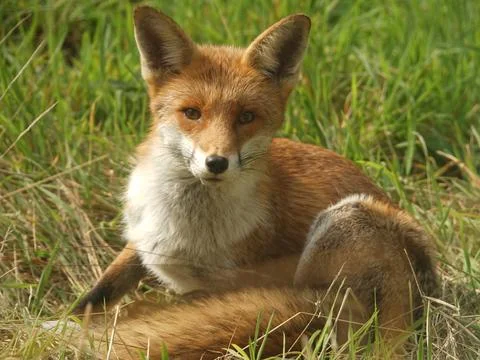 Red Fox Portrait 3 Stock Photos
