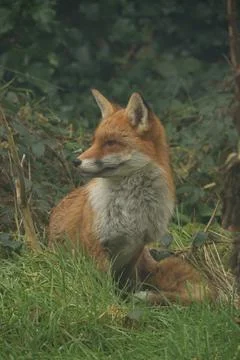 Red Fox Portrait 6 Stock-Fotos
