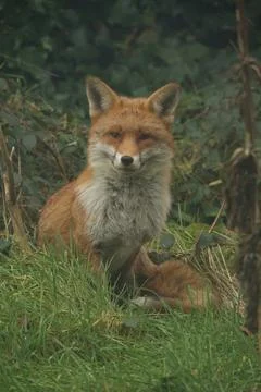 Red Fox Portrait 7 Foto stock