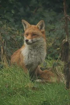 Red Fox Portrait 8 Foto stock