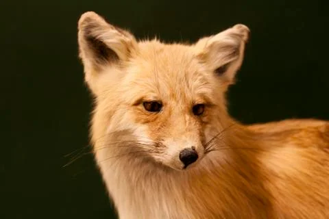 Red fox portrait Photos
