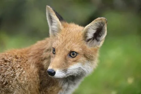 Red fox portrait Stock Photos