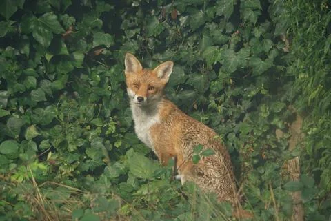 Red Fox Portrait Stock-Fotos