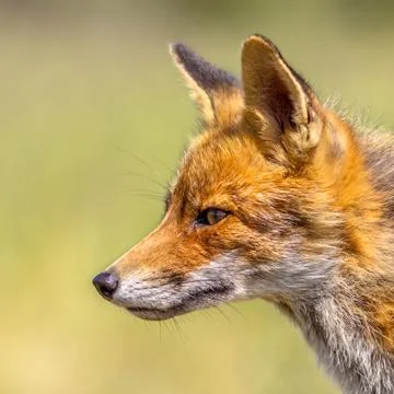 Red Fox portrait sideview Foto stock