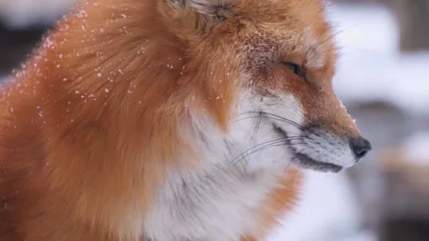 Red fox portrait in winter snow 動画素材 345720740