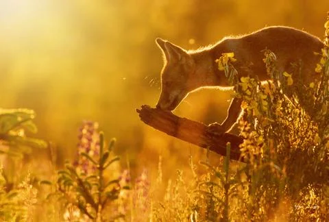 Red fox is posing in sunset backlight Stock Photos