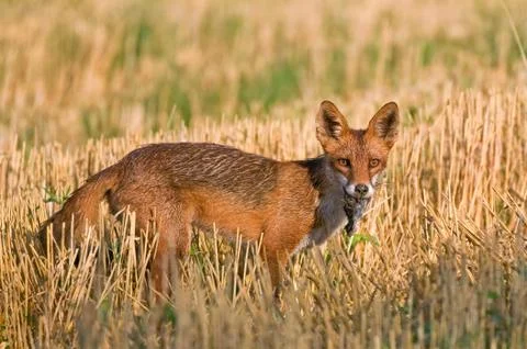 Red fox with prey Stock Photos
