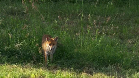 Red fox with prey in spring meadow Vídeo Stock 327323097