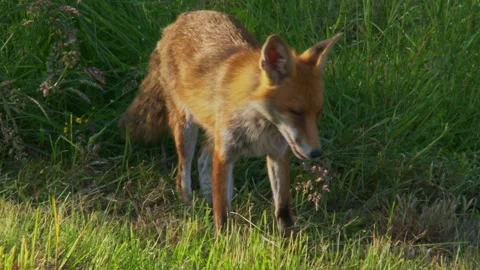 Red fox with prey in spring meadow Stock Footage 327323636