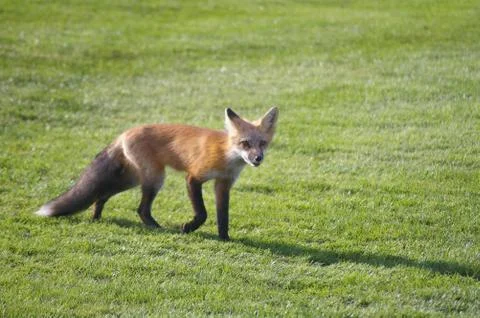 Red fox prowls on a golf course in search of food. Stock Photos
