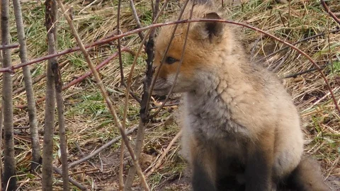 Red Fox Pup On Alert Stock Footage 106599890
