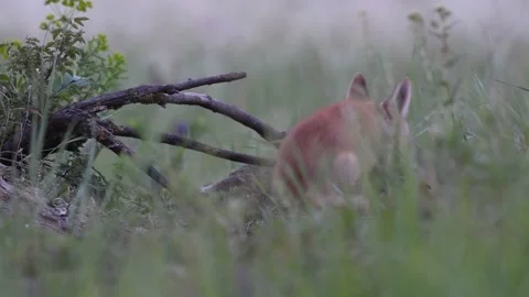 Red Fox pup hiding on a grass. Vulpes vulpes. The fox cub looks around Stock-Footage 240041278