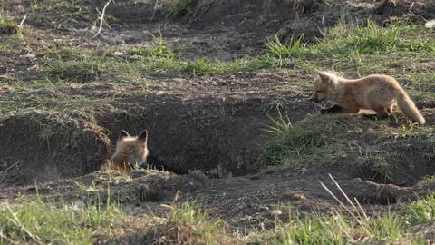Red Fox pup jumps into the den opening next to another kit Stock Footage 240433935