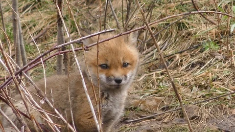 Red Fox Pup Observing Video stock 106599373