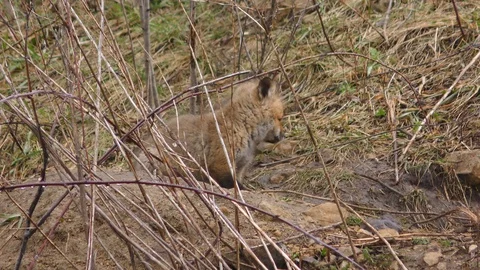 Red Fox Pup Observing Stock Footage 106599574