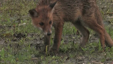 Red fox puppy during rain - wildlife - HD stock video Stock Footage 82313168