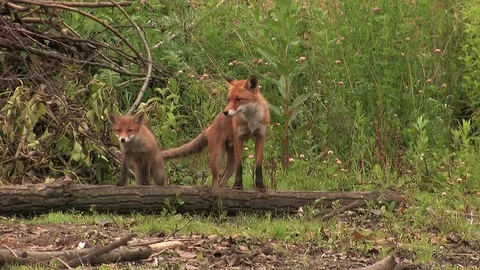 Red fox puppy going away together with its father - wildlife Stock Footage 82109309