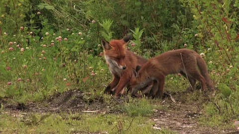 Red fox puppy visit its father - wildlife - HD stock video Stock Footage 82109311