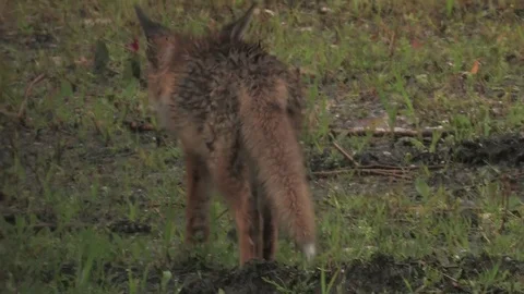 Red fox puppy (vulpes vulpes) during rain - wildlife - HD stock video Stock Footage 82400645