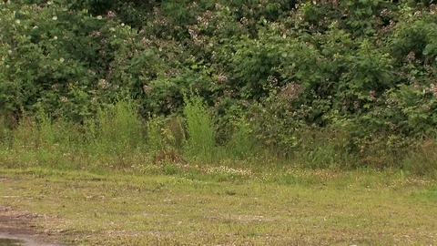Red fox puppy walking past - wildlife - HD stock video Stock Footage 82109302