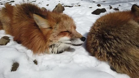 Red Fox Resting Calmly in Snowy Forest Stock-Footage 334116716
